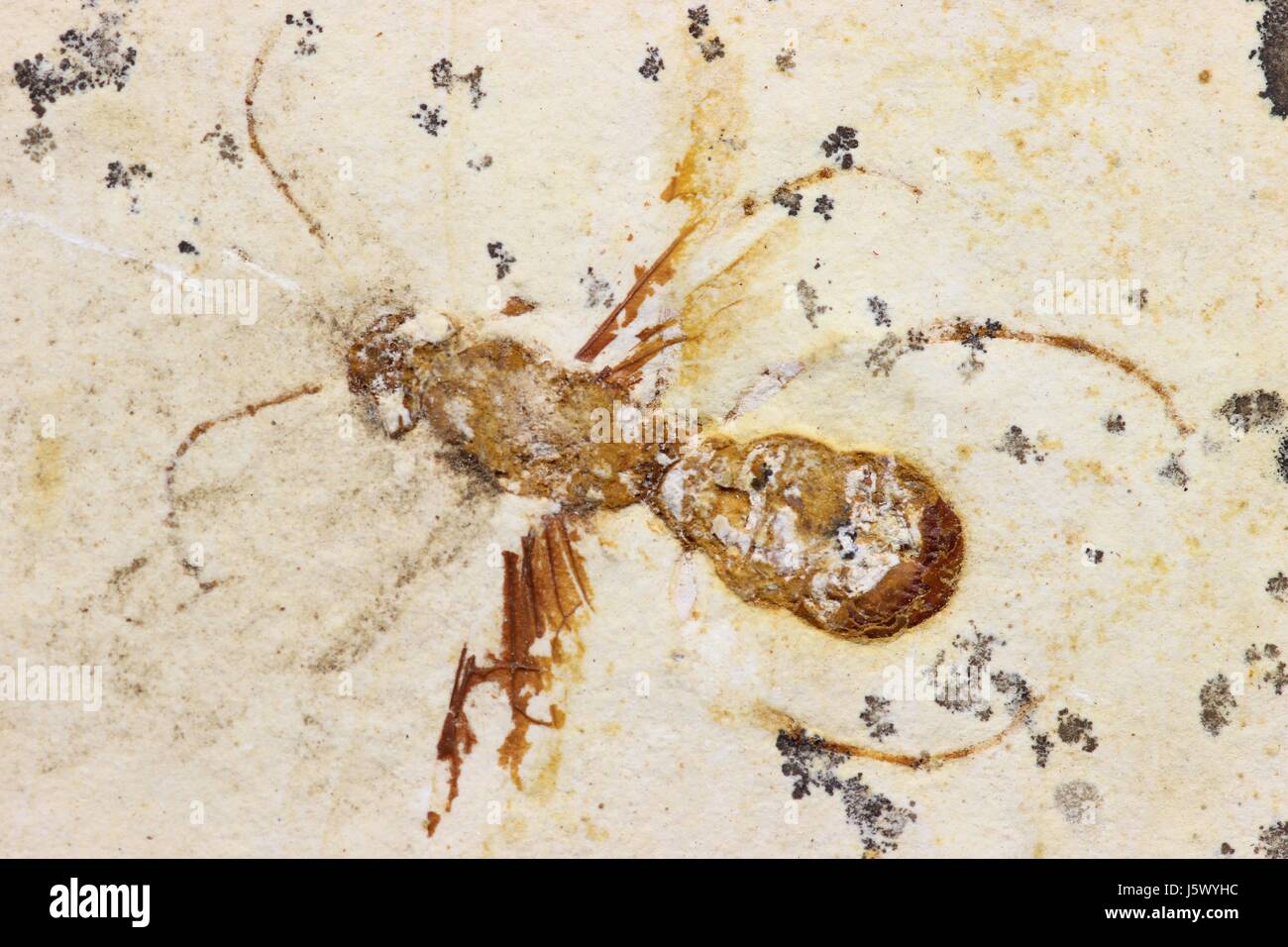 Wasp fossili del Nova Olinda/ Brasile Foto Stock