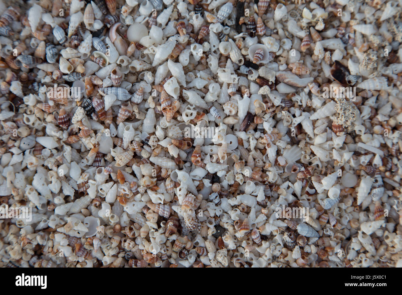 Minuscole conchiglie compongono una spiaggia tropicale con sabbia e texture Foto Stock