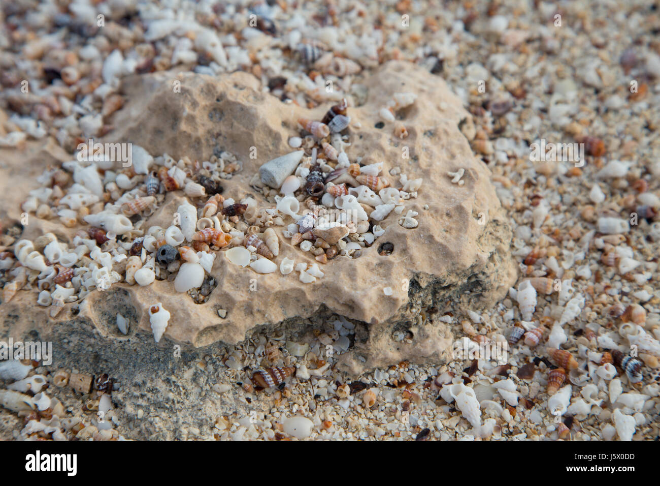 Minuscole conchiglie compongono una spiaggia tropicale con sabbia e texture Foto Stock