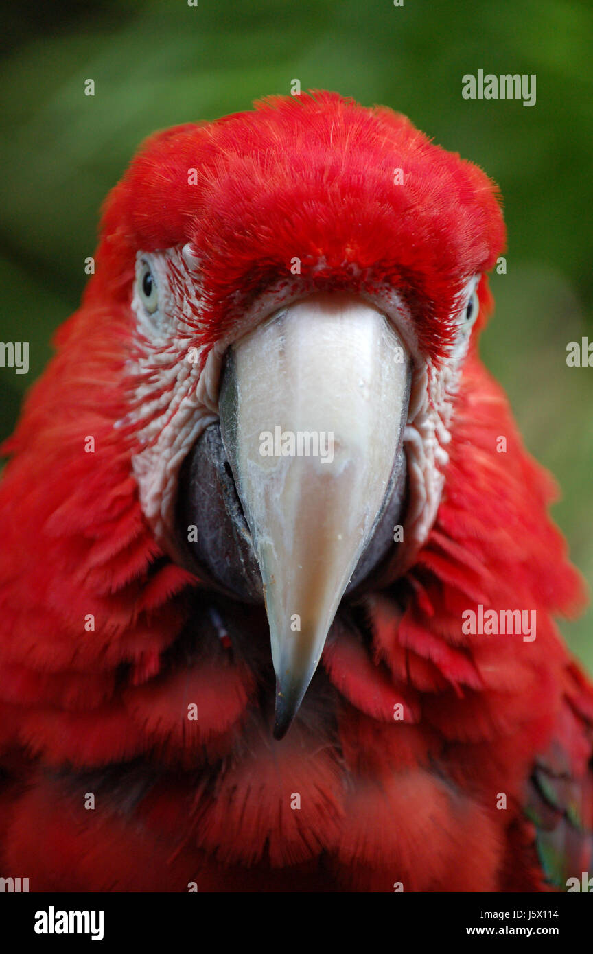 Uccelli uccelli becchi becco di pappagallo testa uccelli uccello becco tripudio di colori pappagalli Foto Stock