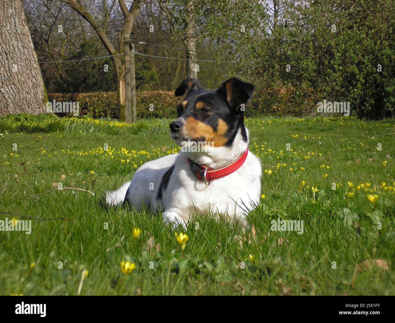 Piccolo piccolo breve molla del cane terrier carino verde erba shine brilla luminosa Foto Stock