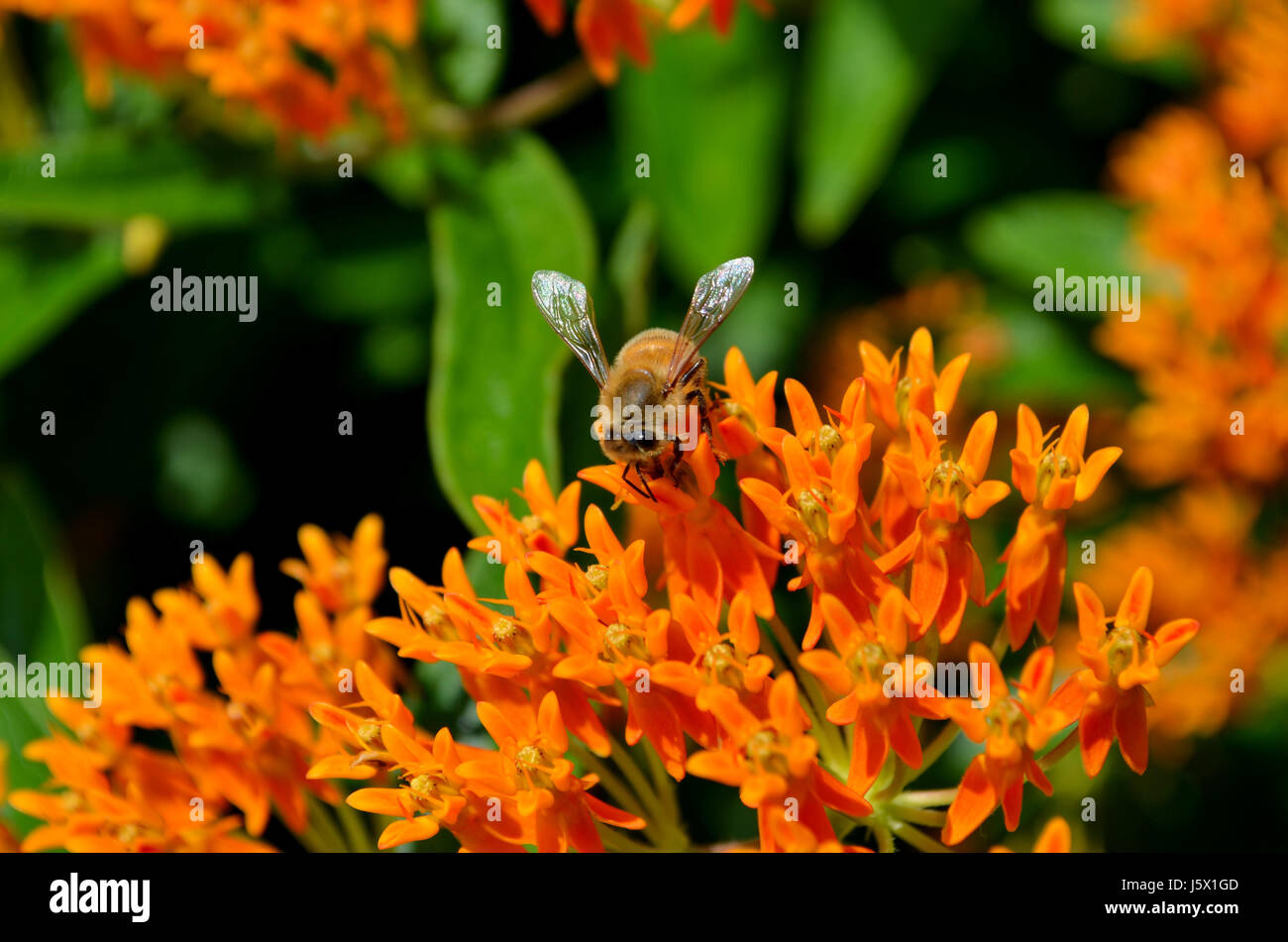 Ape su Orange Butterfly Weed Foto Stock