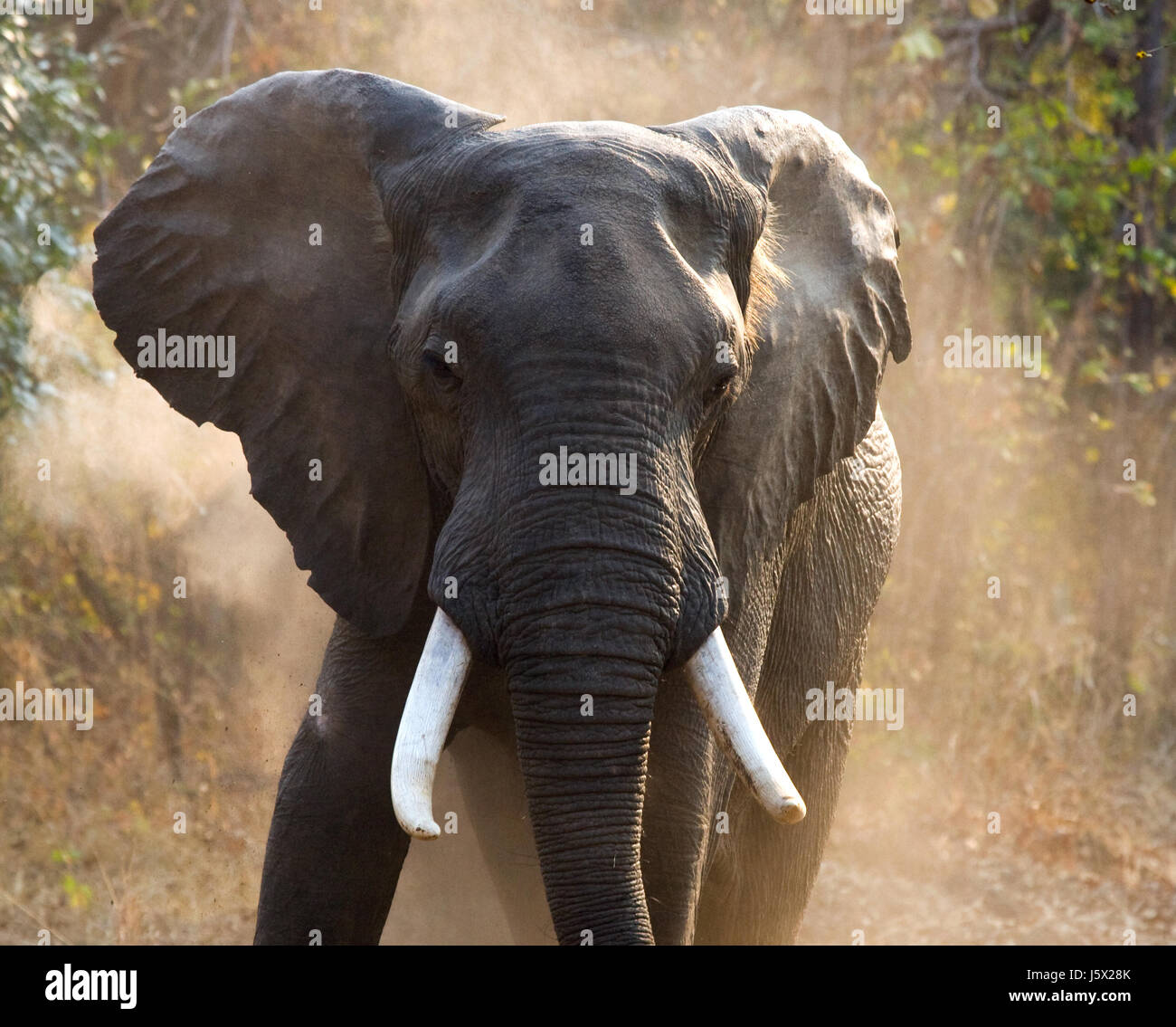 Elefante arrabbiato in piedi sulla strada. Zambia. Parco nazionale di South Luangwa. Foto Stock