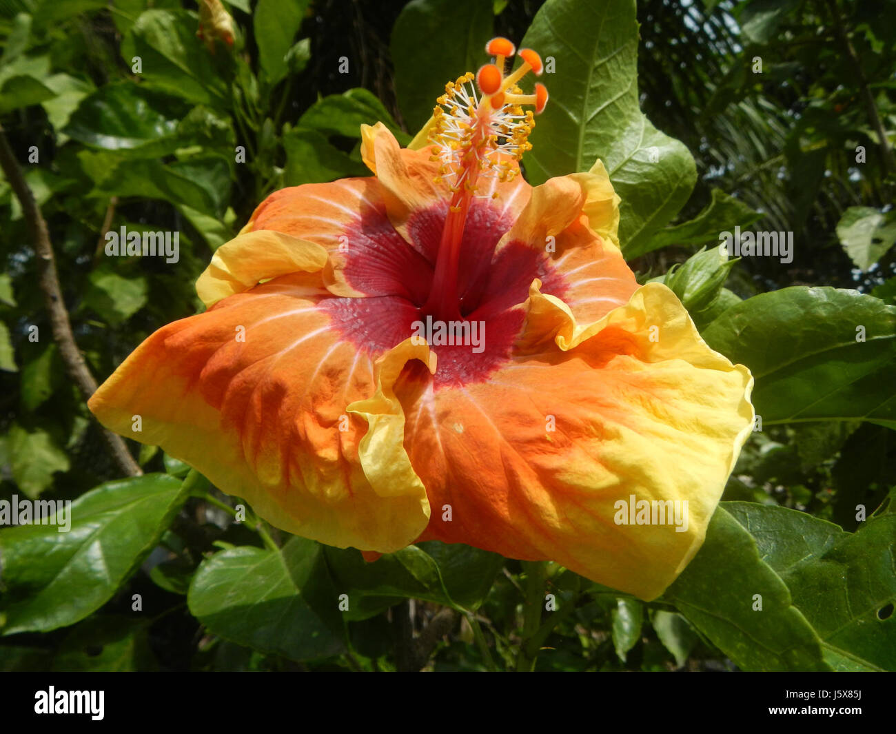 03037 Hibiscus rosa-sinensis Linn Filippine Bulacan 28 Foto Stock
