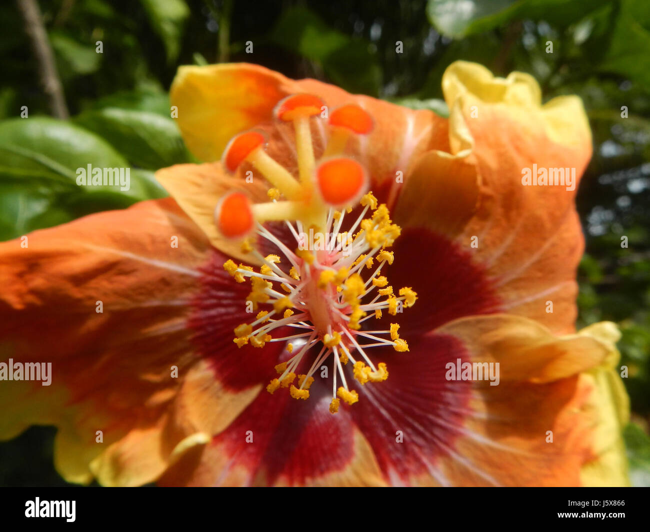 Hibiscus rosa-sinensis, comunemente noto come hibiscus cinese, coltivato a Bulacan, nelle Filippine. Questa pianta tropicale è conosciuta per i suoi fiori vivaci ed è ampiamente coltivata per scopi ornamentali. Foto Stock