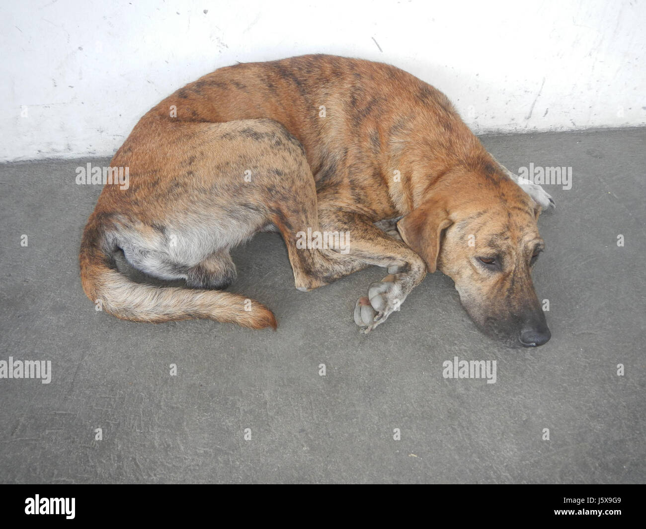 "Cani delle Filippine" fornisce uno sguardo dettagliato sulle varie razze di cani native delle Filippine, mostrando le loro caratteristiche uniche, i loro ruoli e il loro significato all'interno della cultura filippina. Mette in evidenza la diversità delle specie di cane presenti in tutto il paese e il loro adattamento all'ambiente locale. Foto Stock