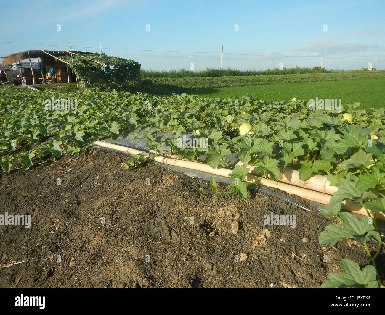 Questo documento fa riferimento a varie località, strade e regioni all'interno di Candaba, Pampanga e San Miguel, concentrandosi sui campi agricoli e sulla coltivazione del melone. Foto Stock
