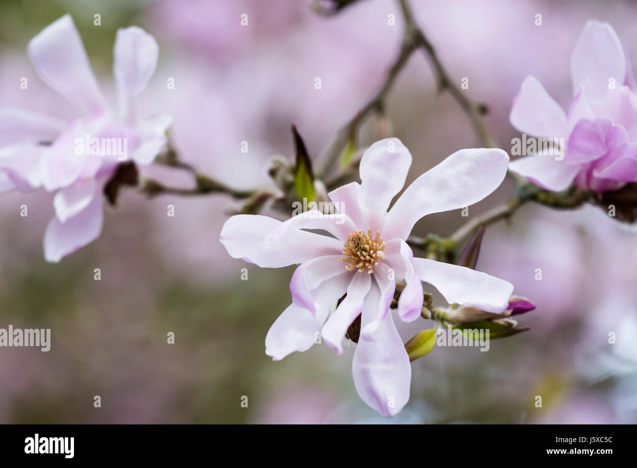 Magnolia, Magnolia 'Leonard Messel', Magnolia x loebneri 'Leonard Messel', rosa pastello fiori che crescono all'aperto sull'albero. Foto Stock