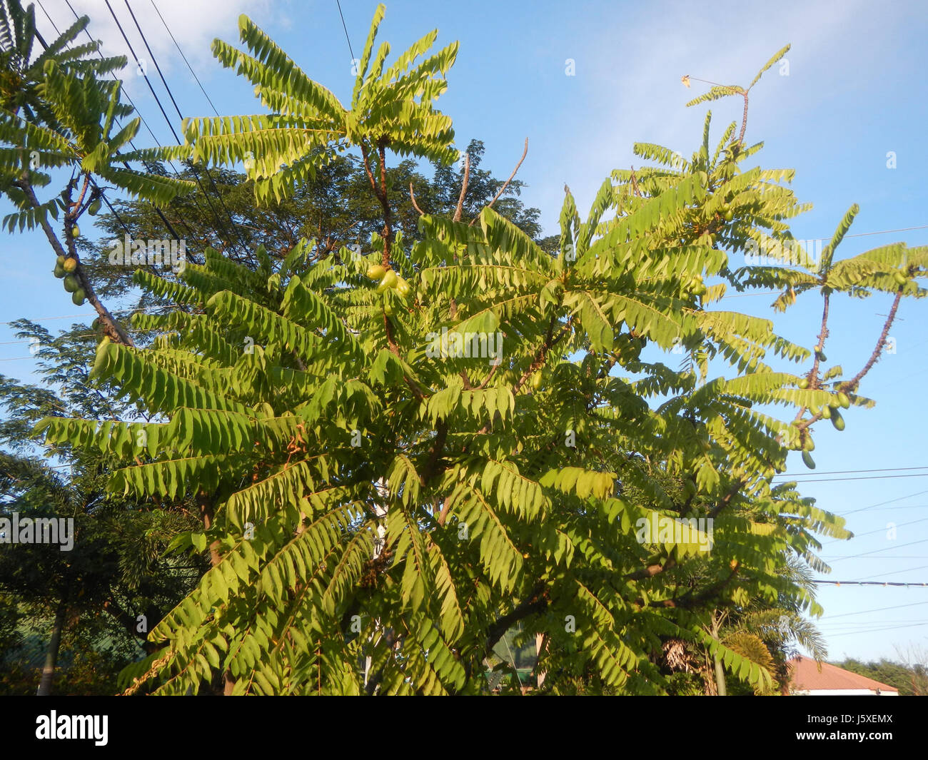 Questa immagine raffigura *Averrhoa bilimbi*, comunemente noto come l'albero bilimbi, situato nel villaggio di San giudice, San Agustin, San Fernando, Pampanga. Il frutto del bilimbi è ampiamente utilizzato nella cucina filippina per il suo sapore aspro. Foto Stock