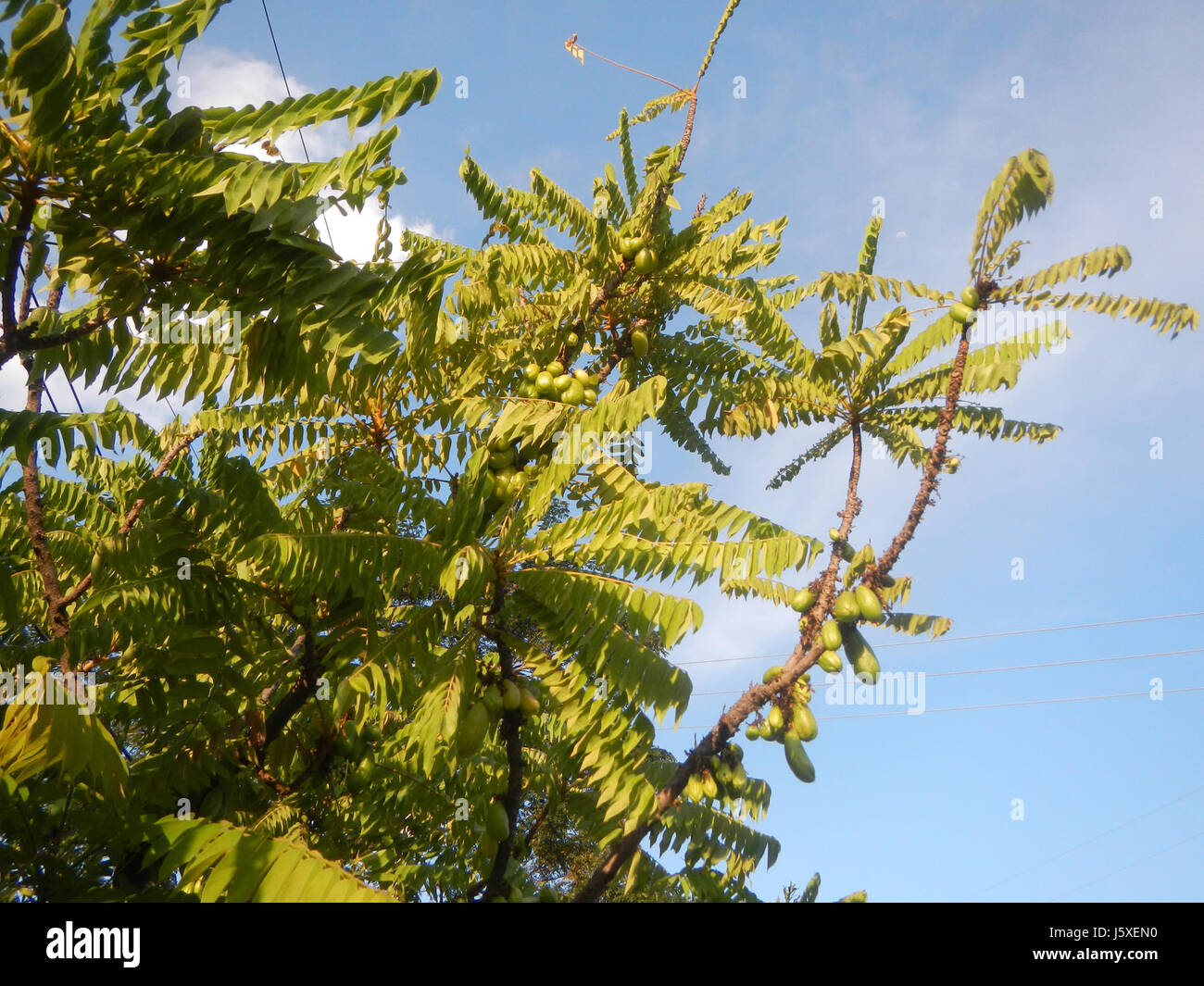 L'Averrhoa bilimbi, comunemente noto come bilimbi o cetriolo, è una pianta fruttifera originaria del sud-est asiatico. Il villaggio di Saint Judge a San Agustin, Pampanga, è noto per la coltivazione di questo frutto acido, comunemente usato nella cucina filippina per il suo sapore unico. Foto Stock