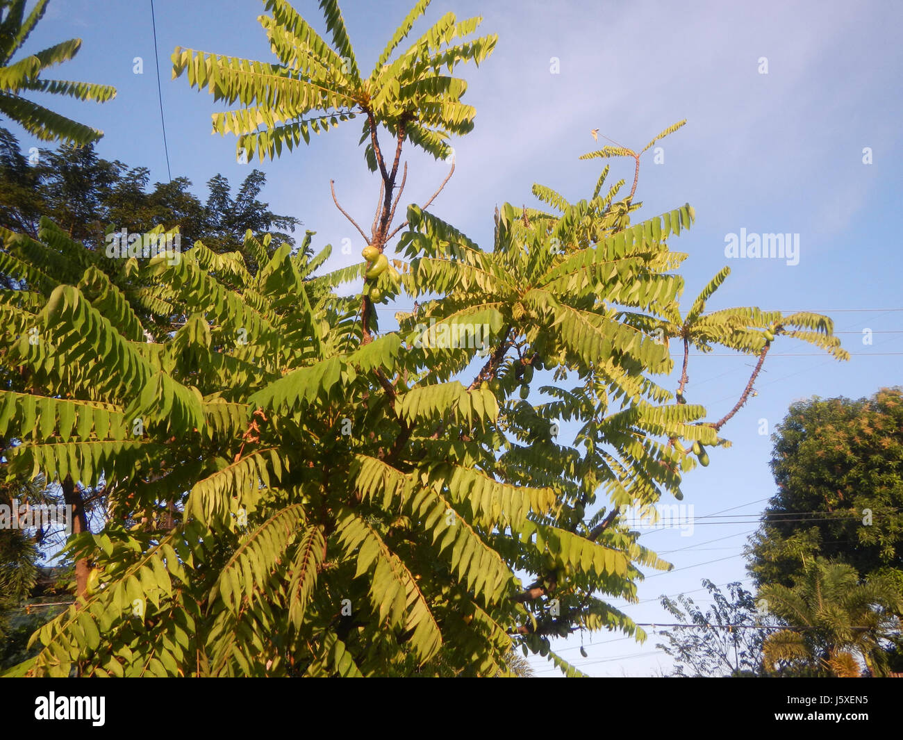 0197 Averrhoa bilimbi Saint giudice Borgo San Agustin San Fernando, Pampanga 04 Foto Stock