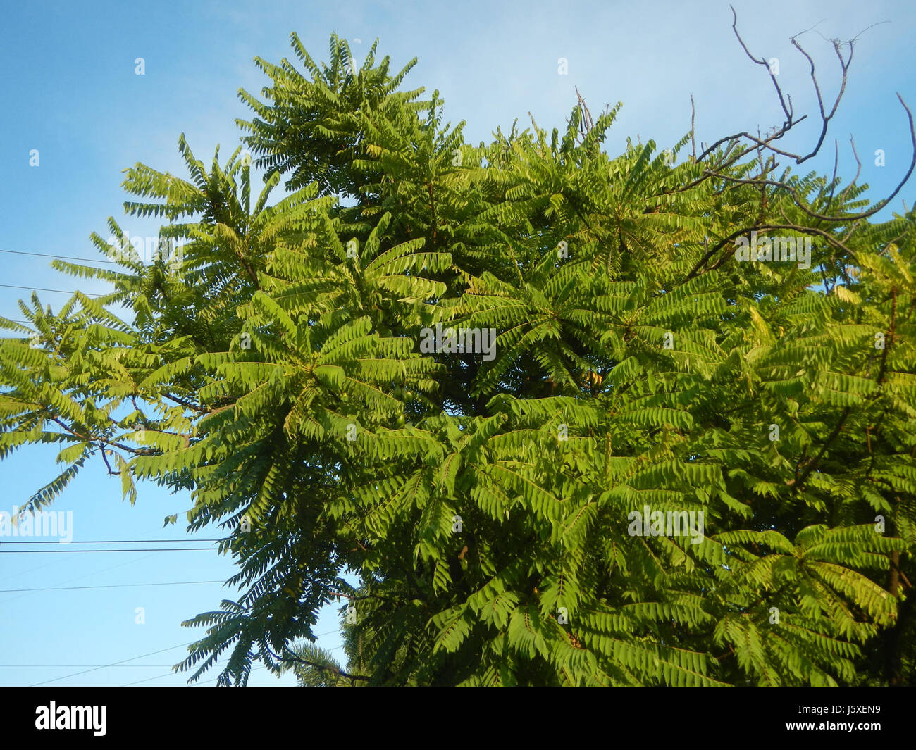 0197 Averrhoa bilimbi Saint giudice Borgo San Agustin San Fernando, Pampanga 08 Foto Stock