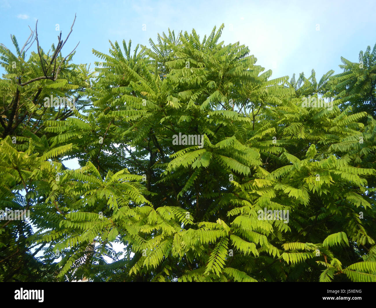 0197 Averrhoa bilimbi Saint giudice Borgo San Agustin San Fernando, Pampanga 13 Foto Stock