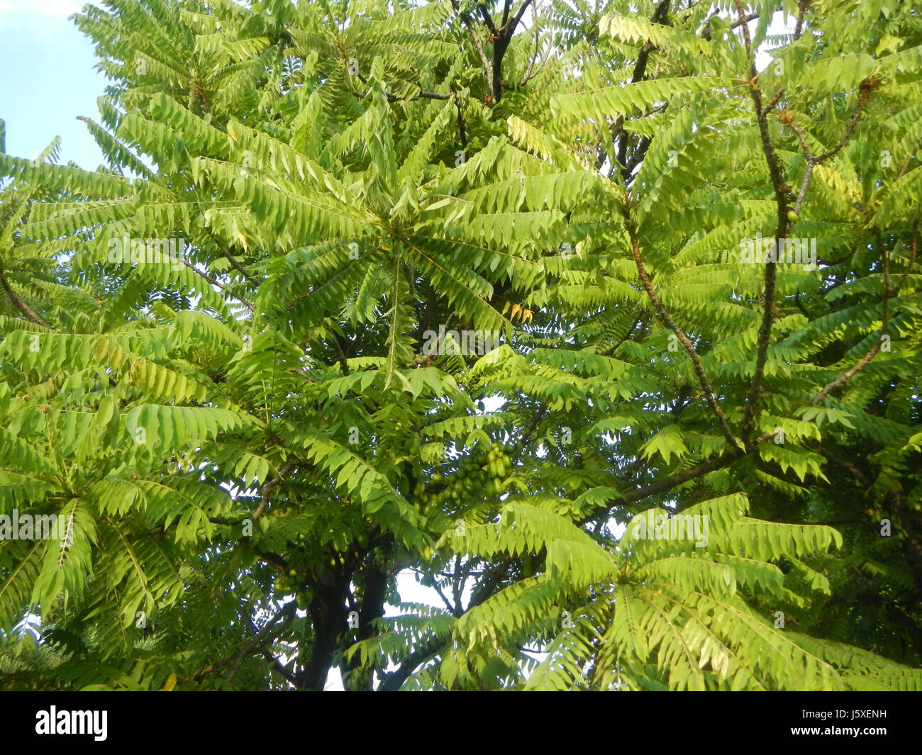 L'Averrhoa bilimbi, noto anche come bilimbi, è un albero da frutto tropicale che si trova nel Saint Judge Village, San Agustin, San Fernando, Pampanga. Conosciuto per la sua frutta acida, è ampiamente usato nella cucina filippina e nella medicina tradizionale. Foto Stock