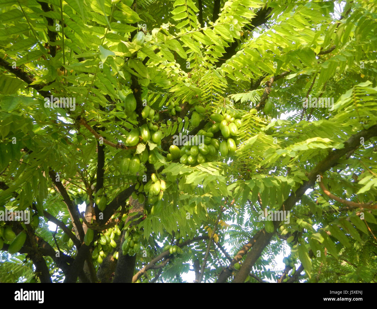 Il titolo si riferisce all'albero Averrhoa bilimbi, situato nel villaggio di Saint Judge a San Agustin, San Fernando, Pampanga. Questo albero da frutto, noto per i suoi frutti aspri, è significativo nell'ambiente locale e nell'agricoltura. Foto Stock