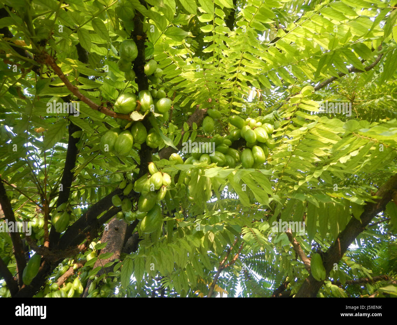 Averrhoa bilimbi, comunemente noto come bilimbi, è un albero da frutto tropicale che si trova nel Saint Judge Village, San Agustin, San Fernando, Pampanga. Questo albero è noto per i suoi frutti aspri utilizzati nella cucina locale e nella medicina tradizionale. Foto Stock