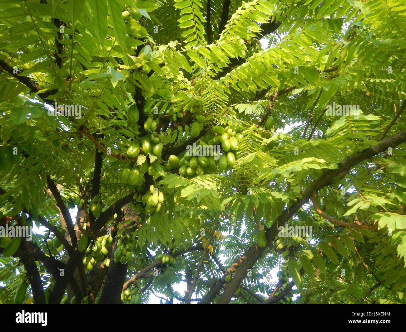0197 Averrhoa bilimbi Saint giudice Borgo San Agustin San Fernando, Pampanga 17 Foto Stock