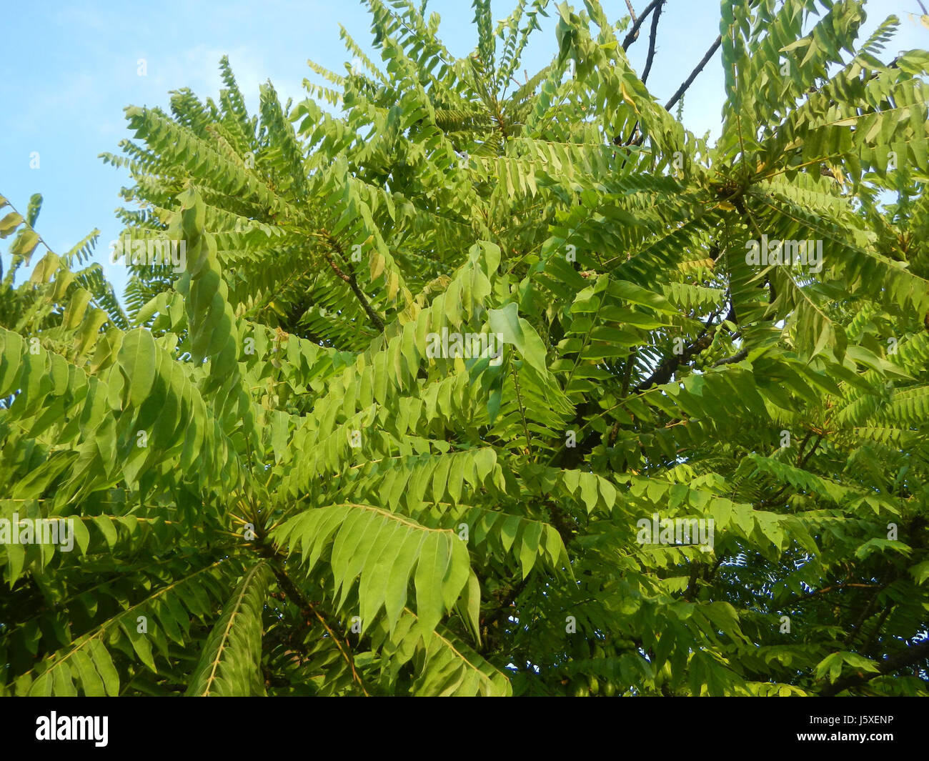 *Averrhoa bilimbi* si riferisce al frutto del bilimbi, che si trova nel villaggio di San giudice, San Agustin, San Fernando, Pampanga. La zona è nota per questo frutto, che ha usi culinari e medicinali. Foto Stock