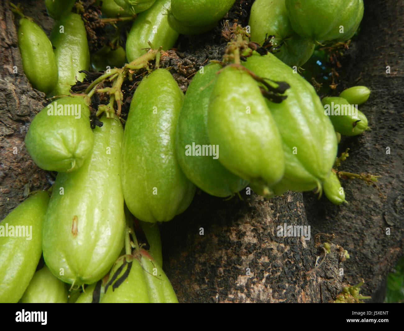 0197 Averrhoa bilimbi Saint giudice Borgo San Agustin San Fernando, Pampanga 21 Foto Stock