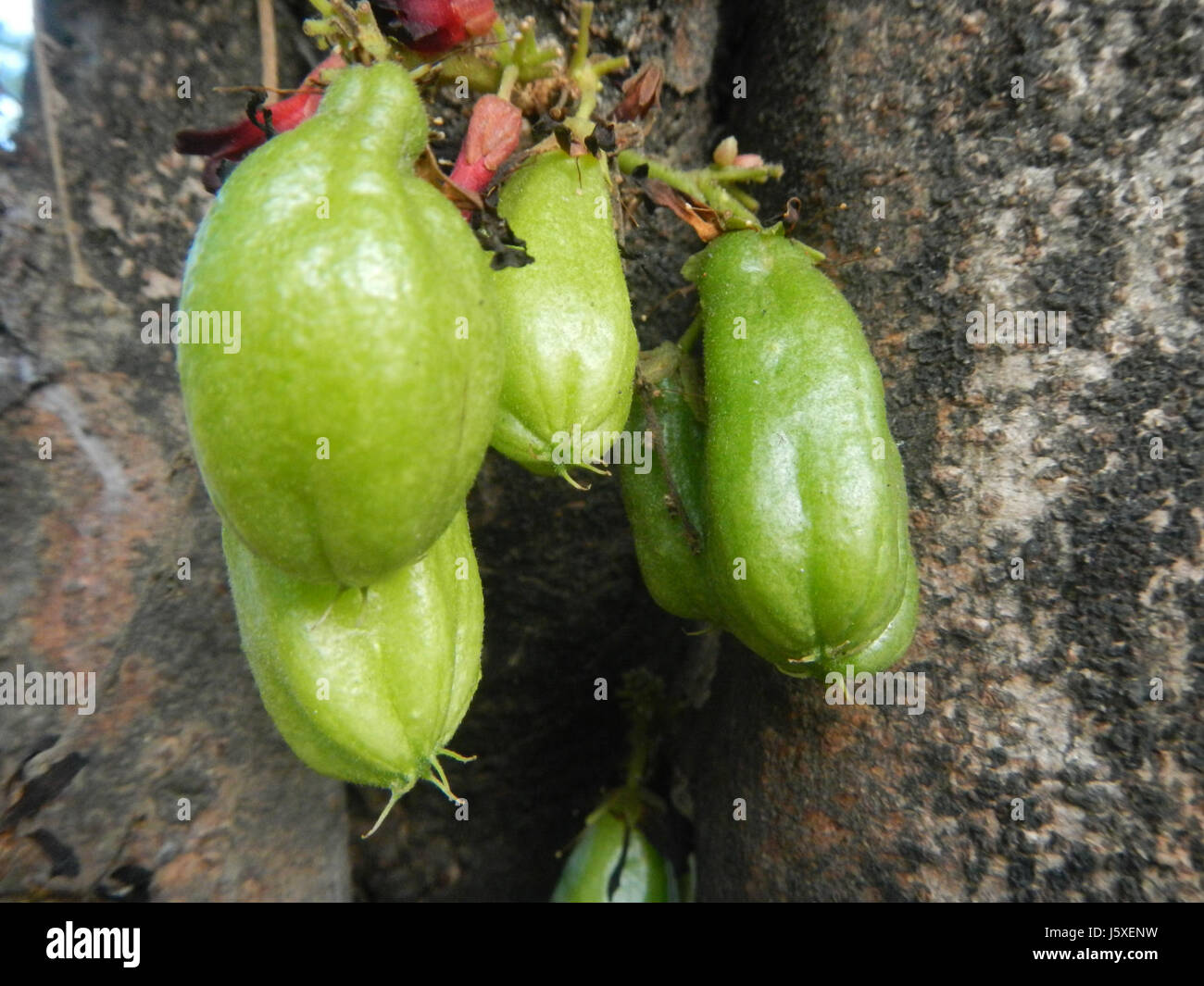 0197 Averrhoa bilimbi Saint giudice Borgo San Agustin San Fernando, Pampanga 22 Foto Stock