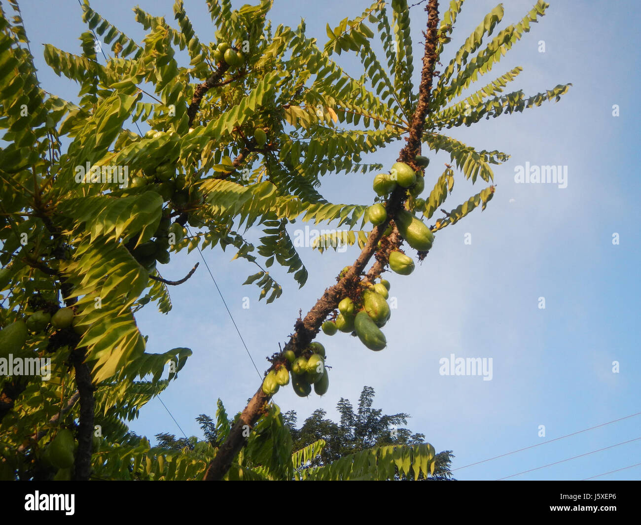 L'"Averrhoa bilimbi" è una specie di piante tropicali, nota anche come bilimbi o cetriolo, che si trova nel Saint Judge Village, San Agustin, San Fernando, Pampanga. È noto per la sua frutta acida, utilizzata nella cucina locale. Foto Stock