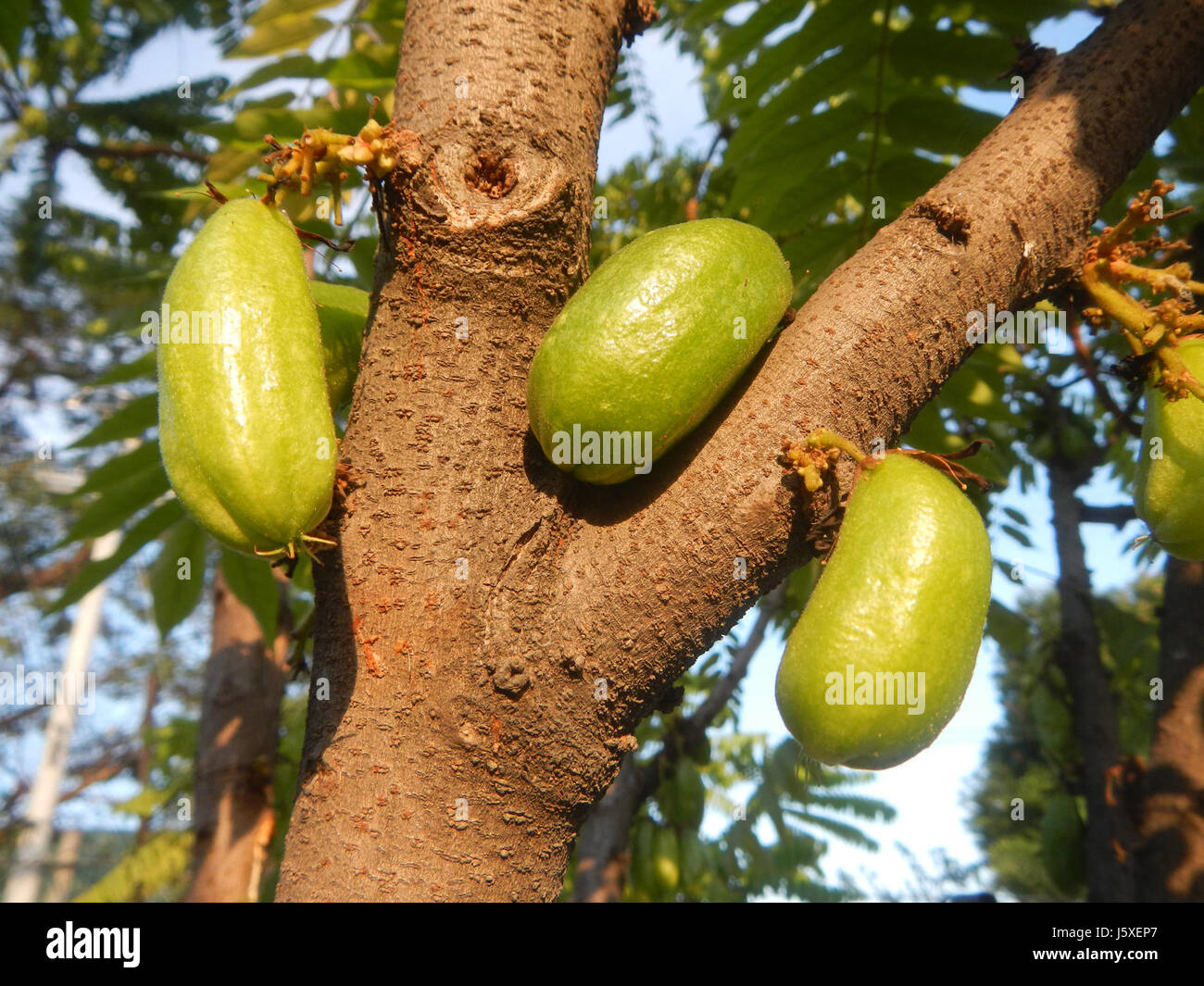 L'Averrhoa bilimbi, comunemente noto come bilimbi, è un albero da frutto tropicale originario del sud-est asiatico. Questa immagine probabilmente raffigura l'albero o il suo frutto nel villaggio di Saint Judge, San Agustin, San Fernando, Pampanga. Foto Stock