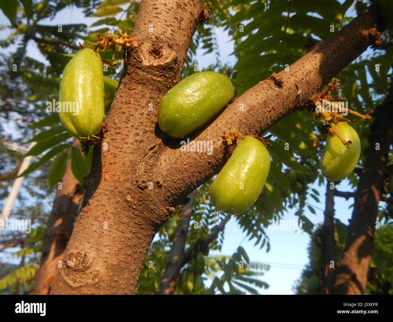 Averrhoa bilimbi, comunemente noto come bilimbi o cetriolo, è un albero da frutto tropicale che si trova nel villaggio di Saint Judge, San Agustin, San Fernando, Pampanga. Questo albero è apprezzato per il suo frutto acido, che viene spesso utilizzato nella cucina e nei rimedi tradizionali. Foto Stock