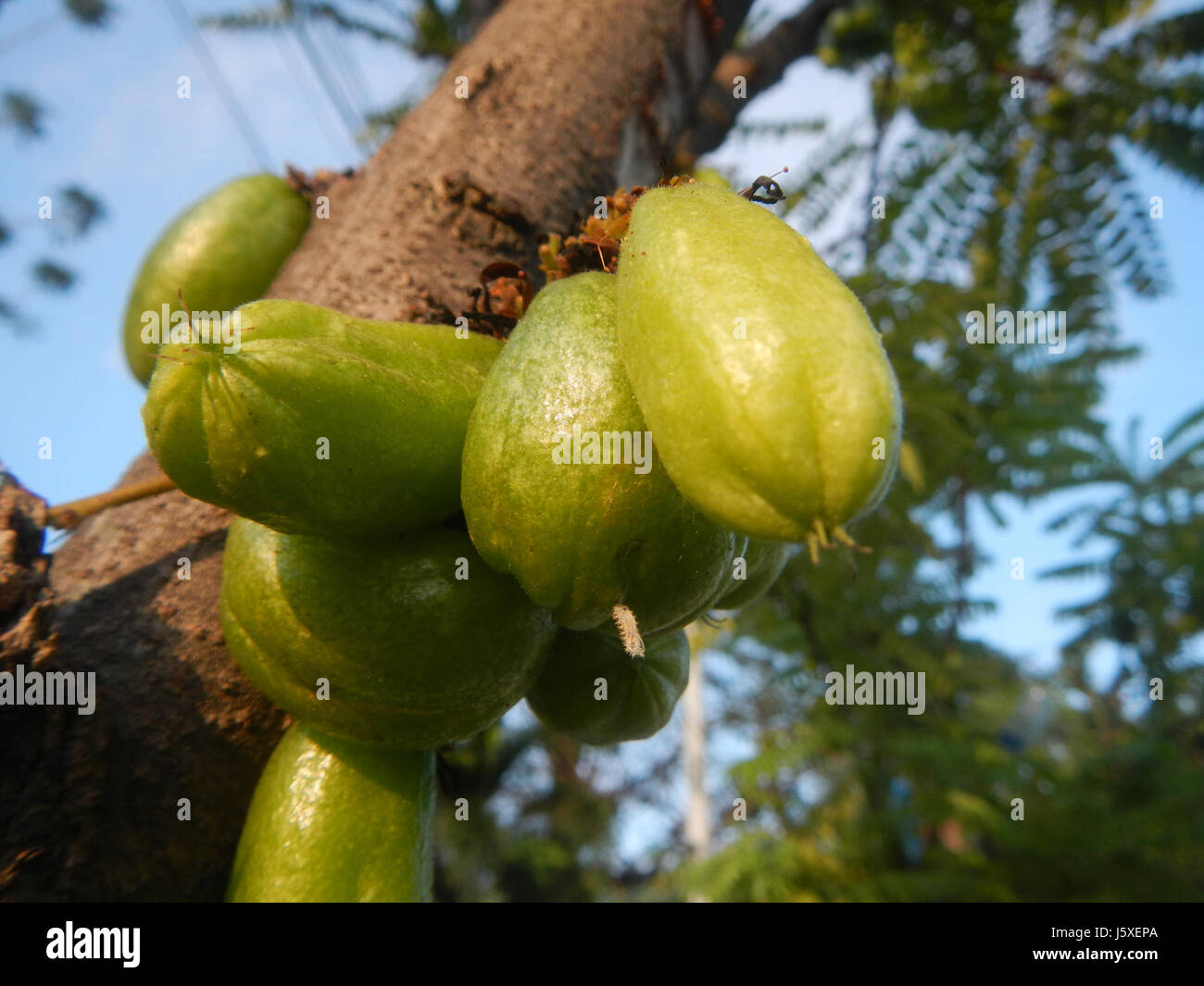 La fotografia "0231 Averrhoa bilimbi" mostra l'albero Averrhoa bilimbi, originario del sud-est asiatico, nel Saint Judge Village, San Agustin, San Fernando, Pampanga, Filippine. Presenta il caratteristico frutto aspro dell'albero. Foto Stock