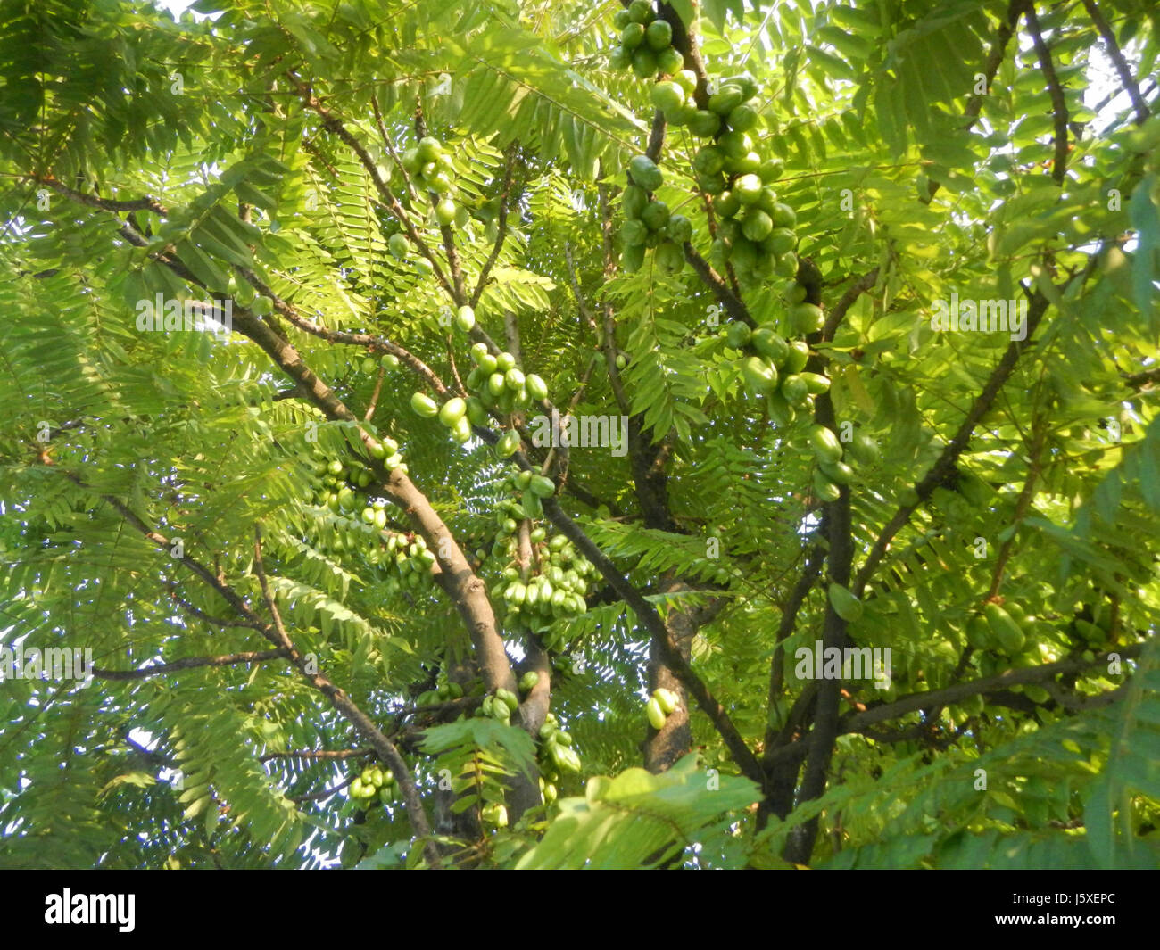 Averrhoa bilimbi, comunemente noto come bilimbi, è un albero da frutto tropicale che si trova nel villaggio di San Agustin, San Fernando, Pampanga. La zona è nota per il suo significato agricolo e l'albero del bilimbi è una delle tante specie coltivate per il suo frutto aspro, spesso utilizzato nella cucina locale e nei rimedi tradizionali. Foto Stock