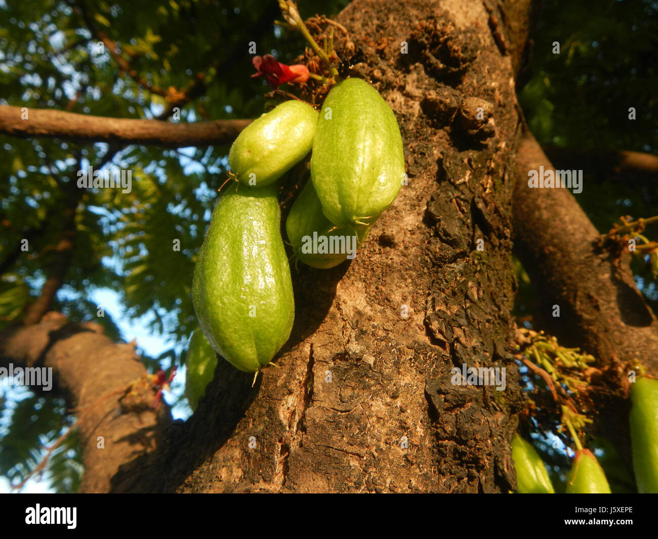 L'immagine mostra l'albero Averrhoa bilimbi, noto anche come bilimbi, situato nel villaggio di Saint Judge, San Agustin, San Fernando, Pampanga. Il bilimbi è noto per la sua frutta acida, comunemente usata nella cucina filippina. Foto Stock