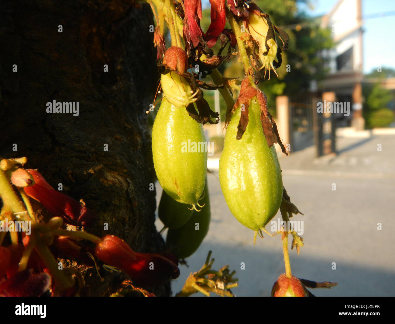 0231 Averrhoa bilimbi Saint giudice Borgo San Agustin San Fernando, Pampanga 14 Foto Stock