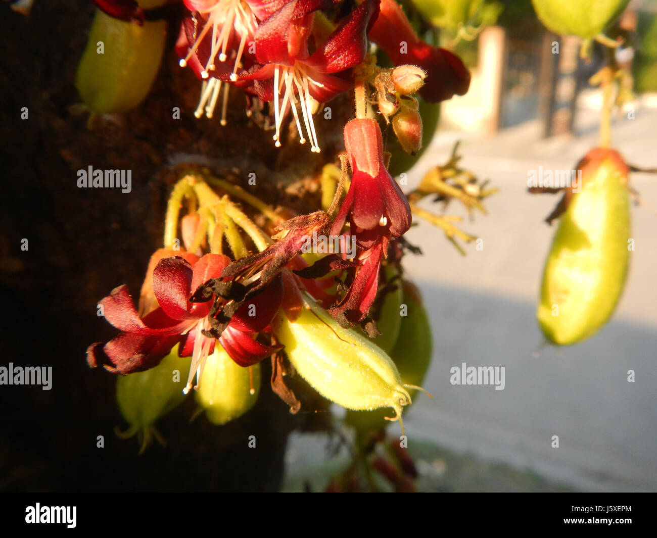 Questa voce si riferisce all'Averrhoa bilimbi, noto anche come albero bilimbi, situato nel villaggio di Saint Judge, San Agustin, San Fernando, Pampanga. È noto per la sua frutta acida utilizzata in cucina e nella medicina tradizionale. Foto Stock