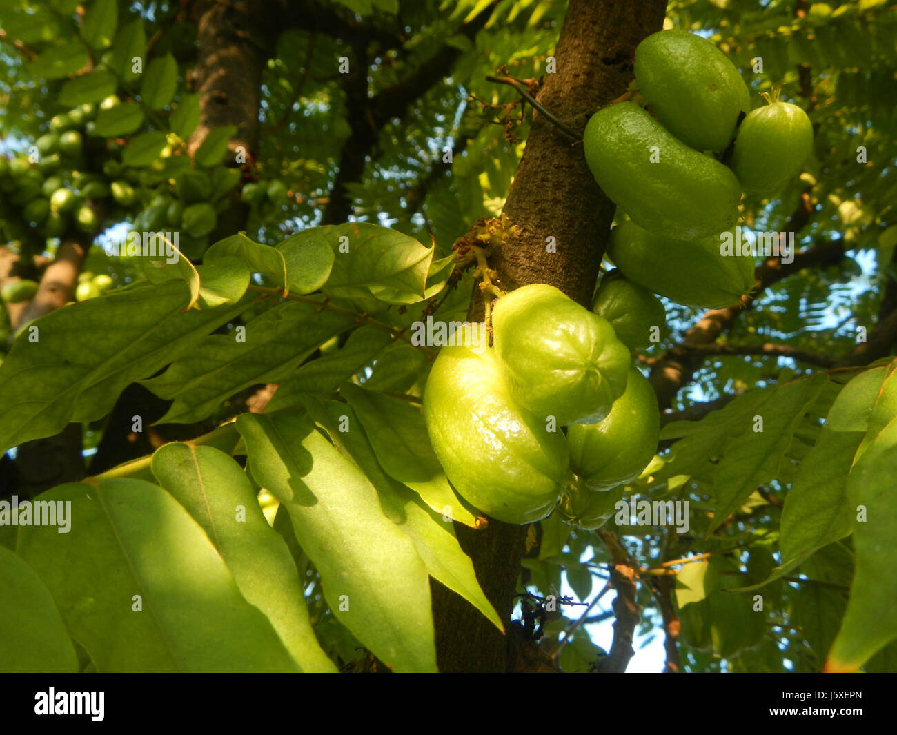 L'Averrhoa bilimbi, noto anche come albero bilimbi, è un albero da frutto tropicale che si trova nel Saint Judge Village, San Agustin, San Fernando, Pampanga, Filippine. Il frutto è noto per il suo gusto aspro ed è comunemente usato nella cucina filippina. Foto Stock