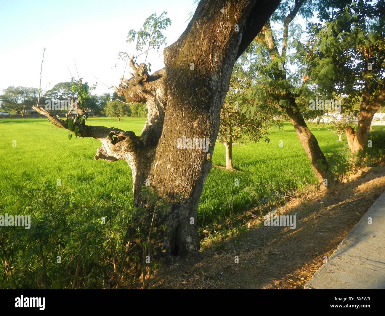 0033 risaie, praterie, alberi, case di irrigazione, Sabang Baliuag, Bulacan ponti stradali 01 Foto Stock