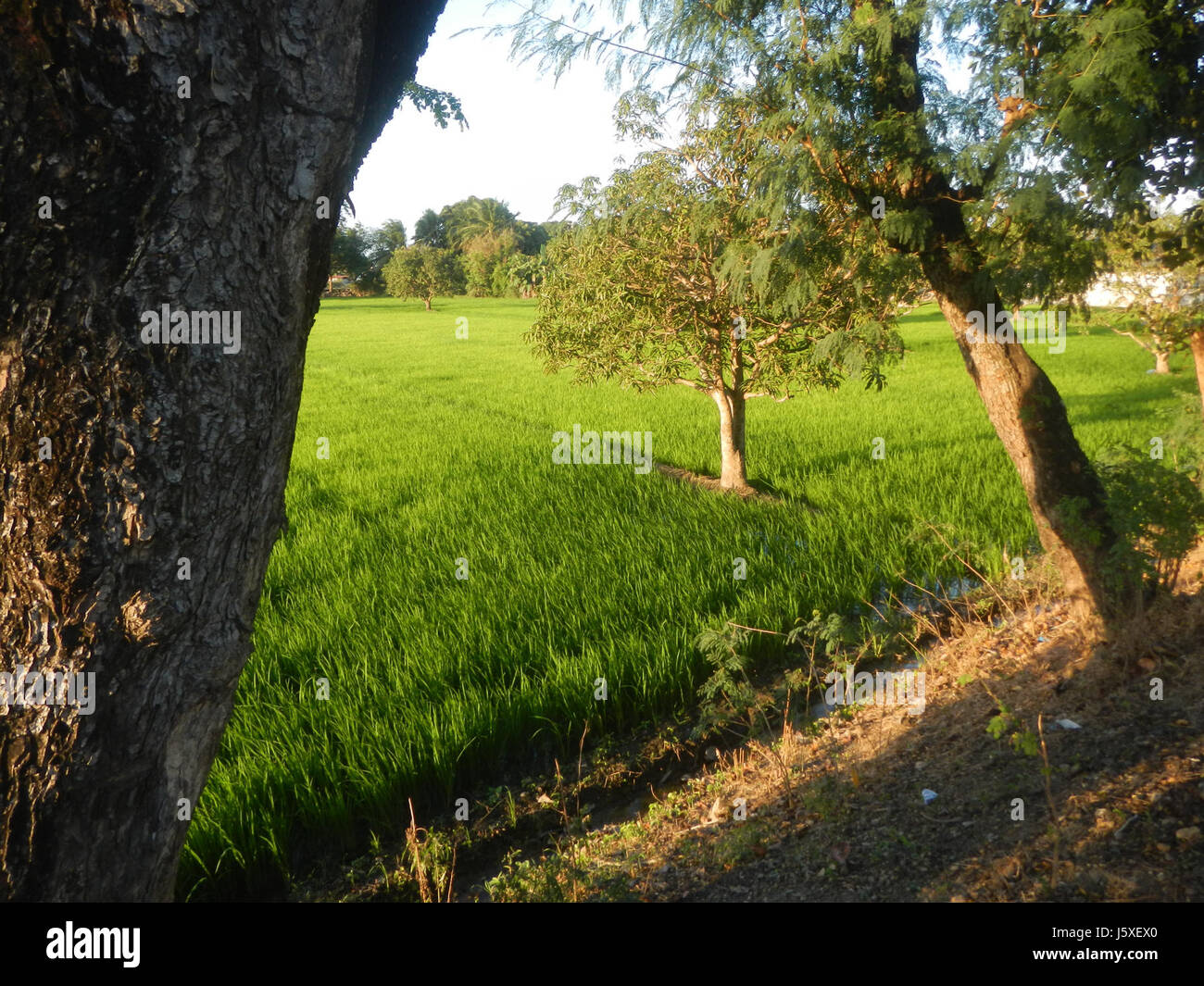 Un paesaggio rurale caratterizzato da risaie, praterie, alberi e case lungo i canali di irrigazione di Barangay Sabang, Baliuag, Bulacan, Filippine. L'area è accessibile tramite la Baliuag-Pulilan-Guiguinto Farm-to-Market Road. Foto Stock