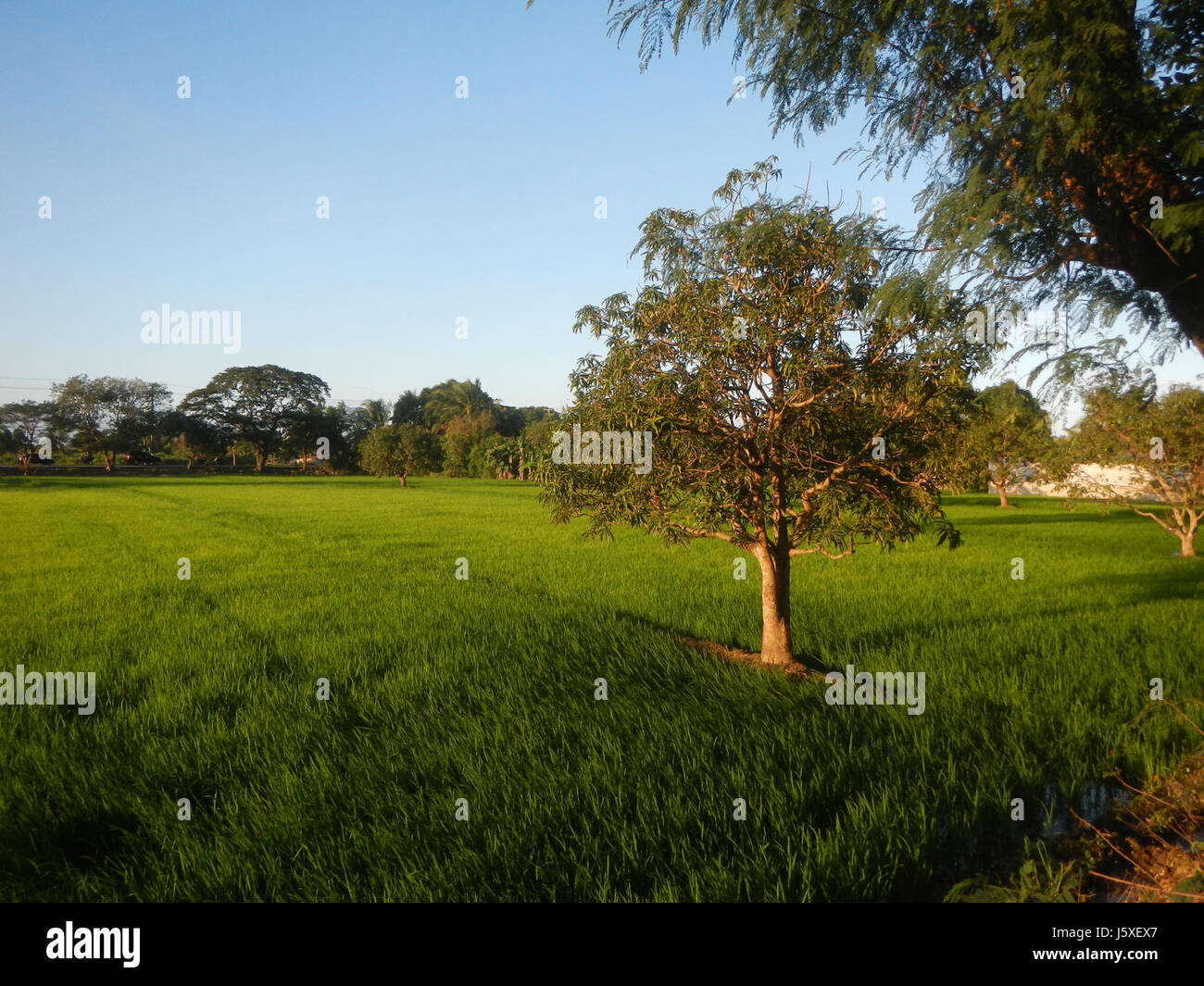 Questo titolo si riferisce a una vista paesaggistica di risaie, praterie e strade alberate a Sabang, Baliuag, Bulacan, con case e sistemi di irrigazione lungo ponti stradali. Mette in mostra la vita agricola e le infrastrutture rurali. Foto Stock