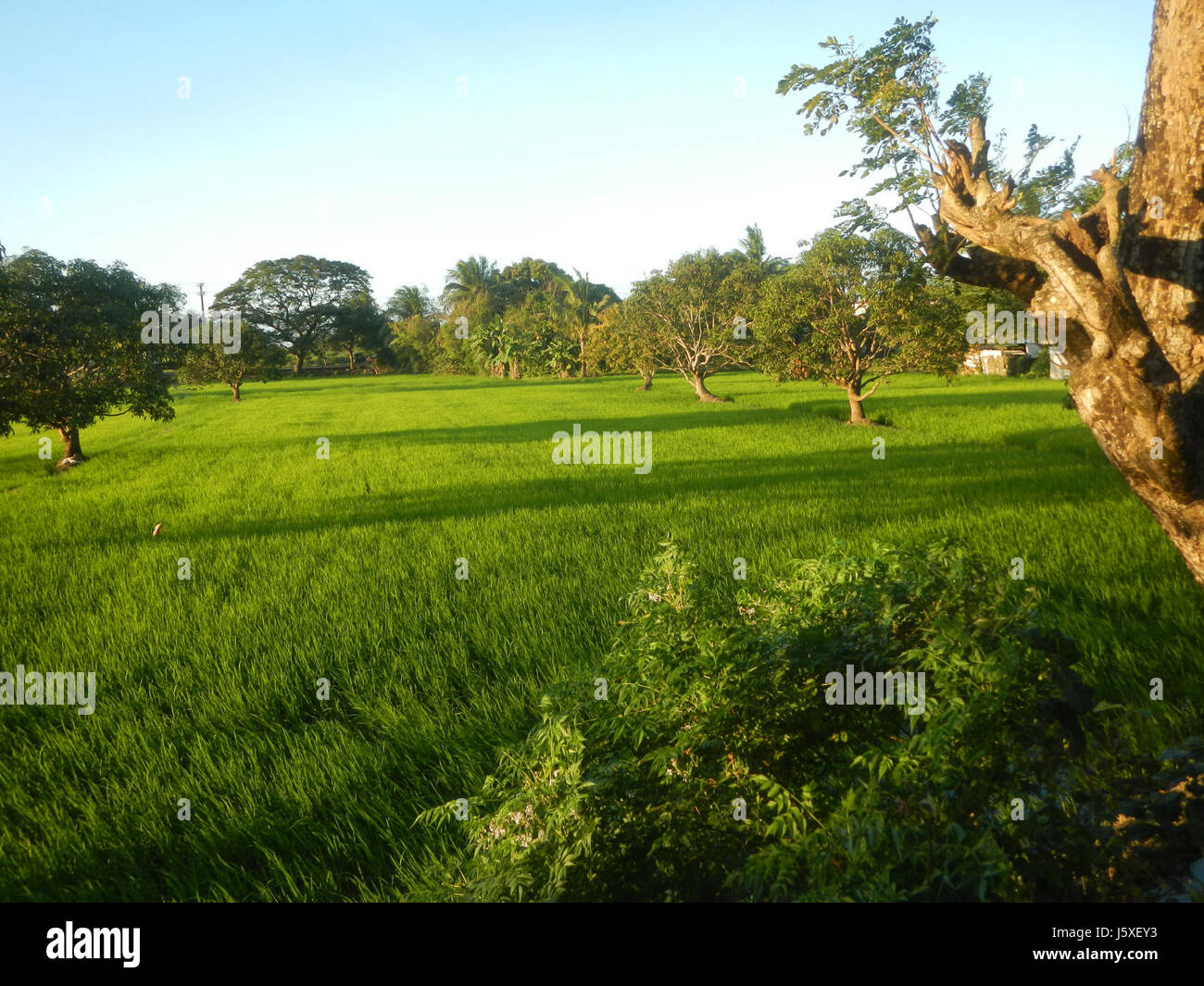 0033 risaie, praterie, alberi, case di irrigazione, Sabang Baliuag, Bulacan ponti stradali 34 Foto Stock