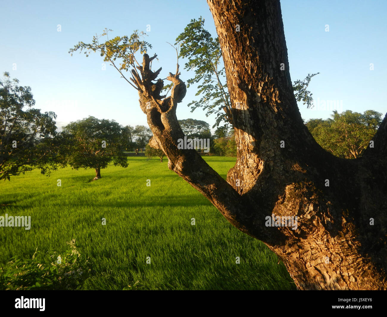 0033 risaie, praterie, alberi, case di irrigazione, Sabang Baliuag, Bulacan ponti stradali 37 Foto Stock