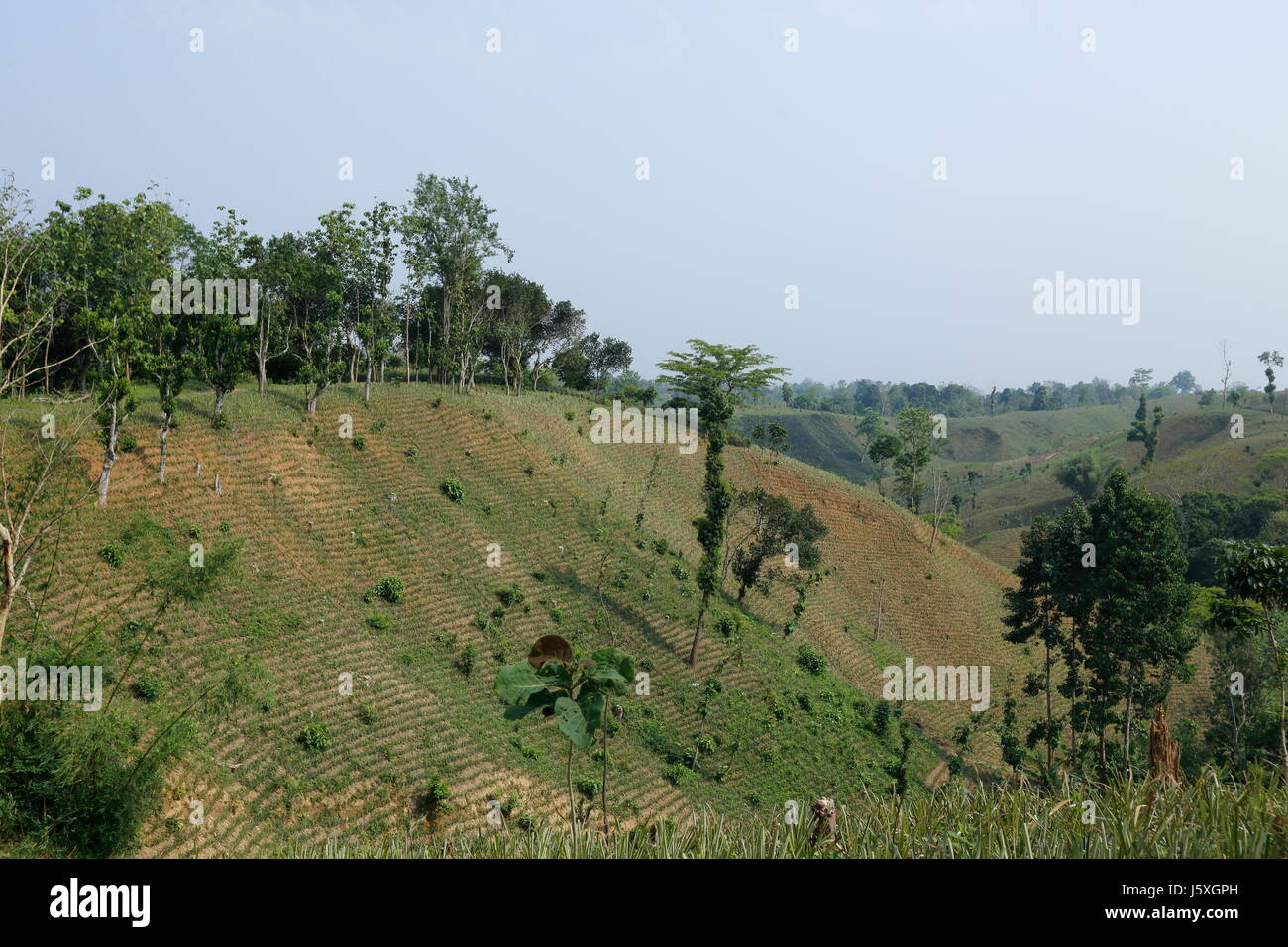 La piantagione di Ananas sulla collina a Rangamati,Chittagang, Bangladesh. Foto Stock
