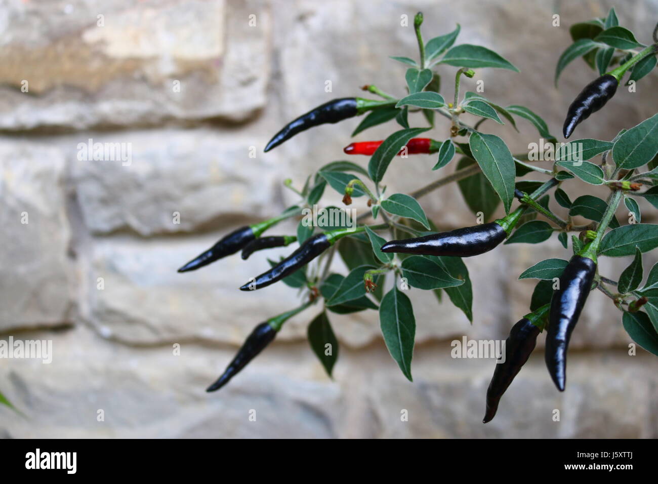 Nero peperoncino, Italia Foto Stock