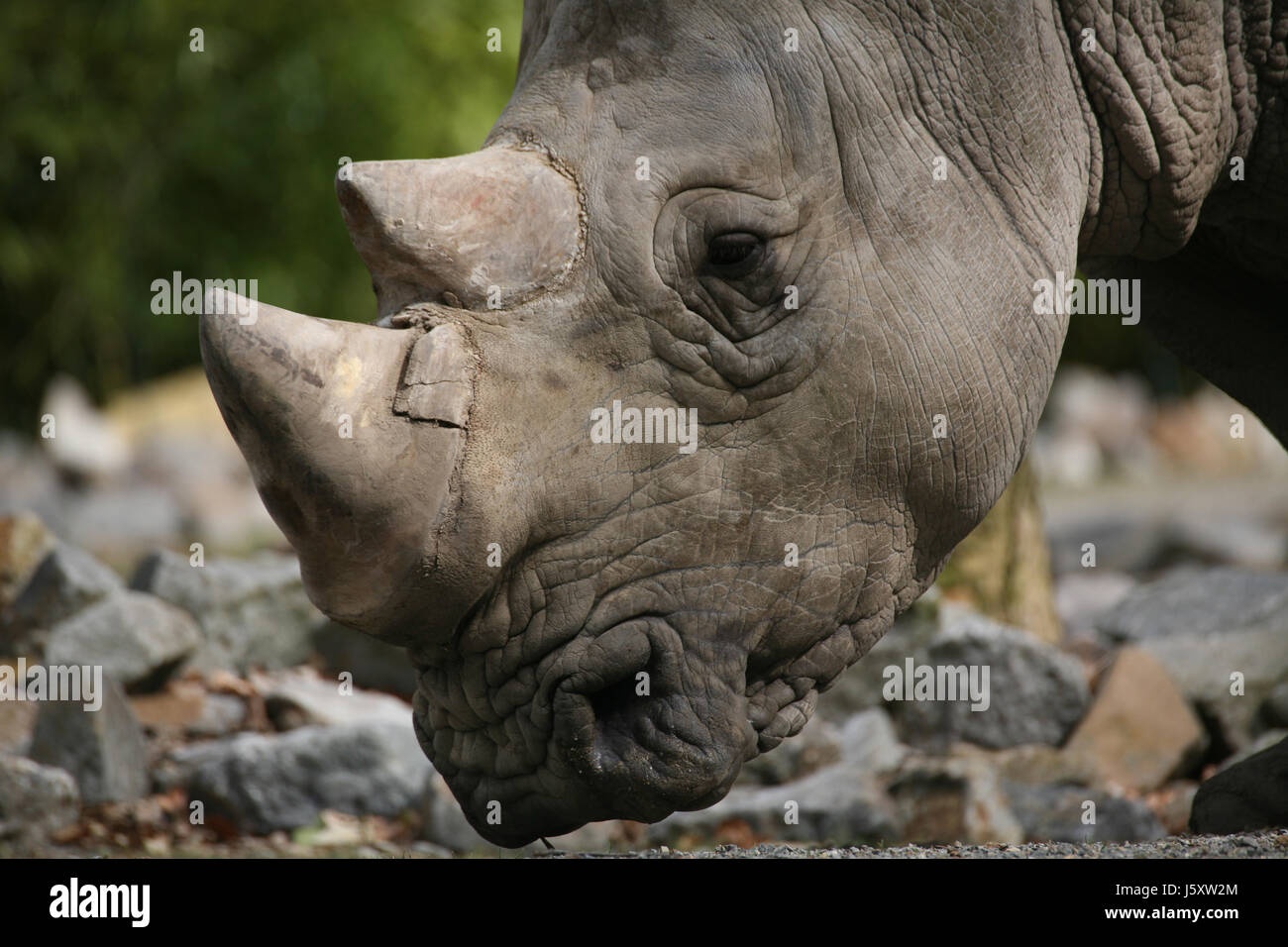 Testa di corno di rinoceronte rhino animale mammifero africa corno cornette  minaccia african Foto stock - Alamy