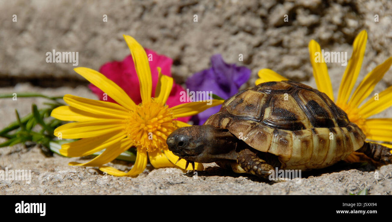 Il pet piccolo piccolo breve tartaruga Tortoise giovani giovani erba di prato prato Foto Stock