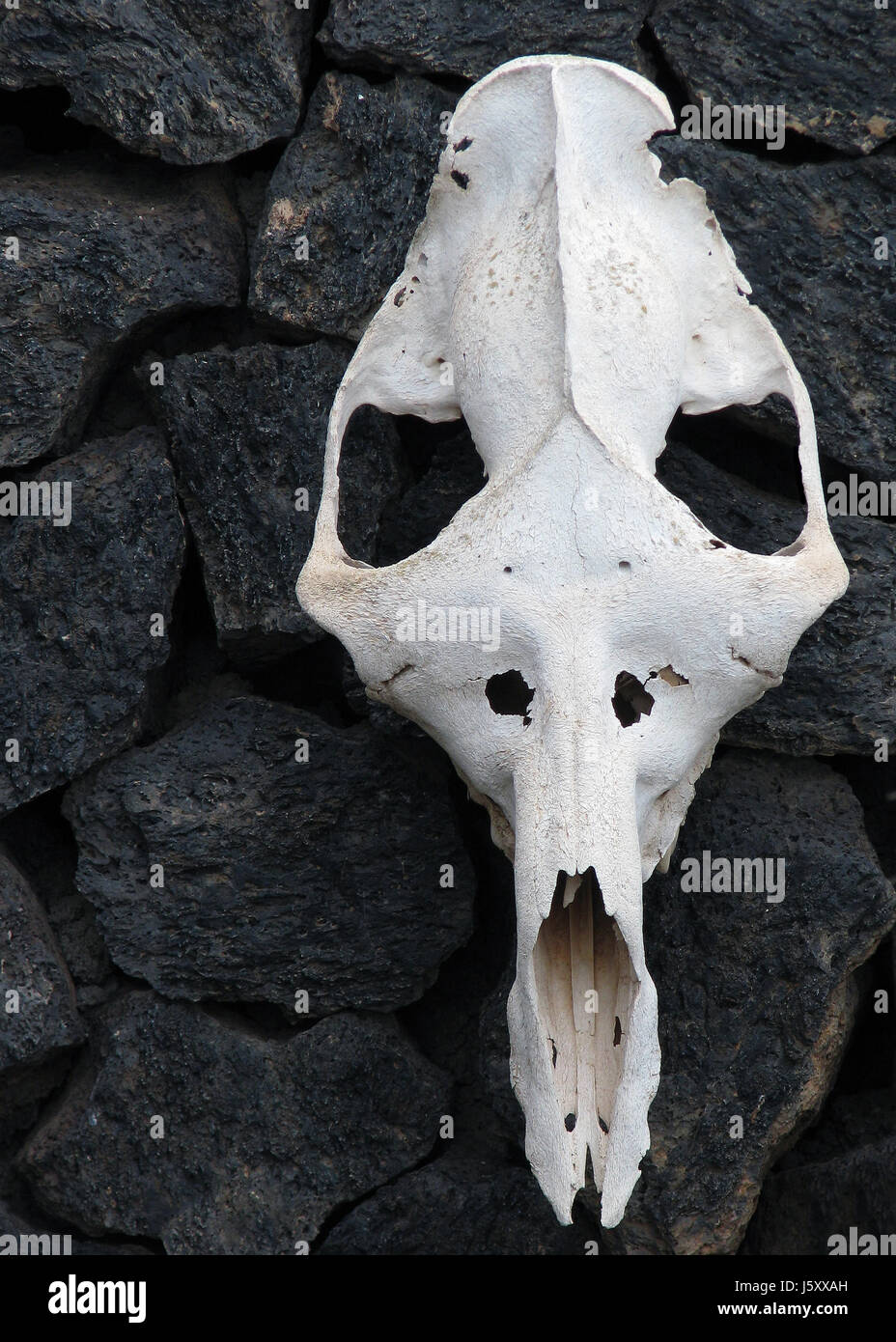 Faccia ossa del cranio scheletro mammifero testa faccia swarthy nero jetblack nero profondo Foto Stock
