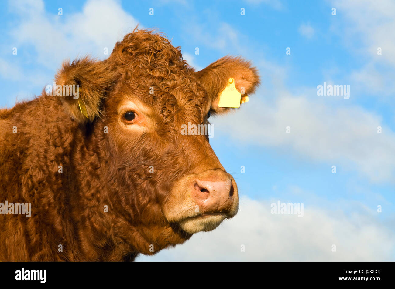 Ritratto di una vacca irlandese Foto Stock