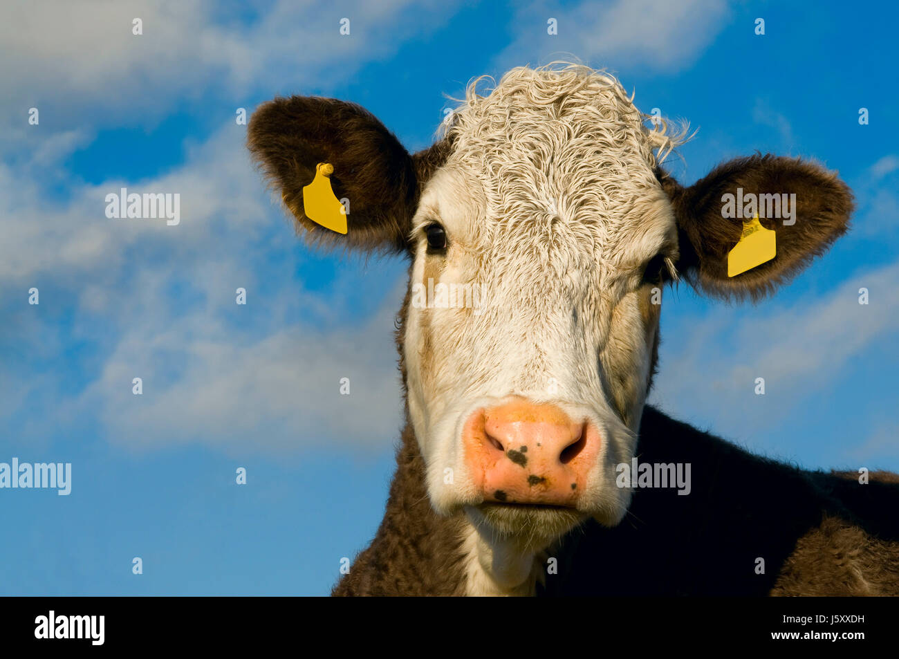Dettaglio ritratto animale la pelle di mucca testa bovina beauteously bella bella macro Foto Stock
