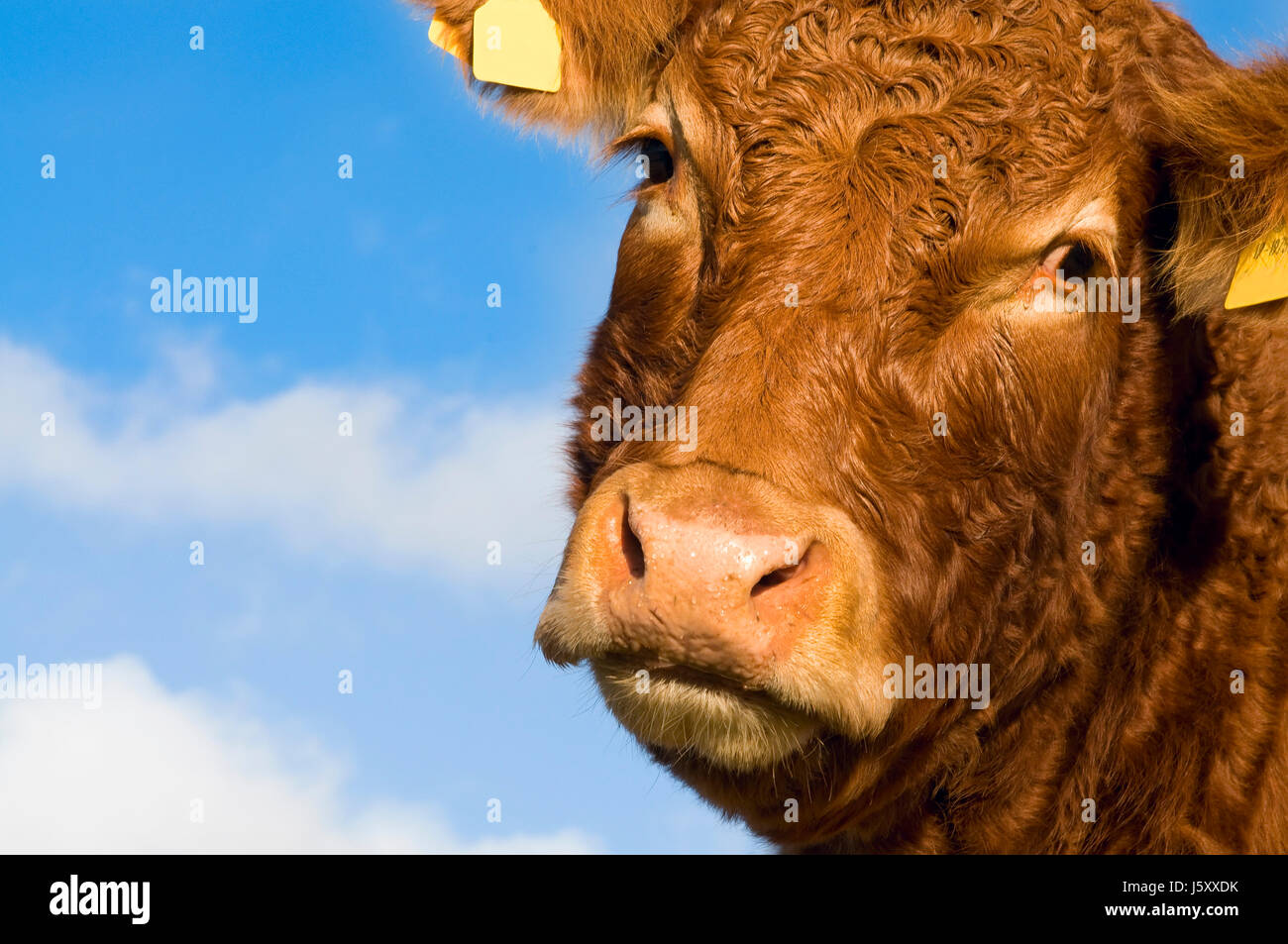 Dettaglio ritratto animale la pelle di mucca testa bovina beauteously bella bella macro Foto Stock