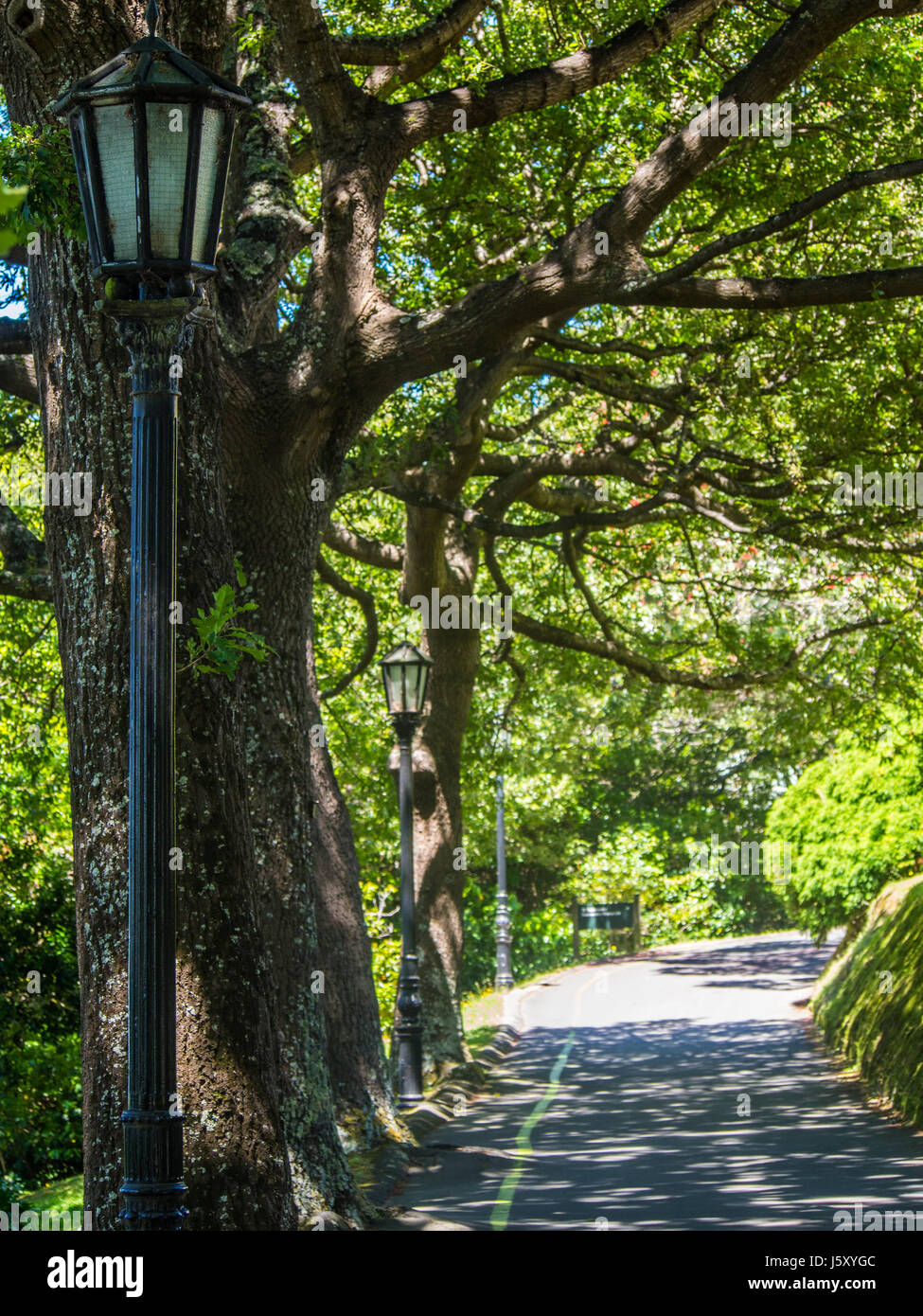 Il giardino si illumina lungo il sentiero tra gli alberi del giardino botanico Foto Stock