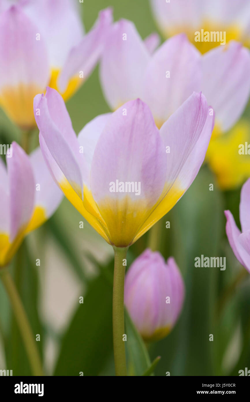 Tulip, Tulipa, gruppo di fiori di colore rosa con centri giallo crescente all'aperto. Foto Stock