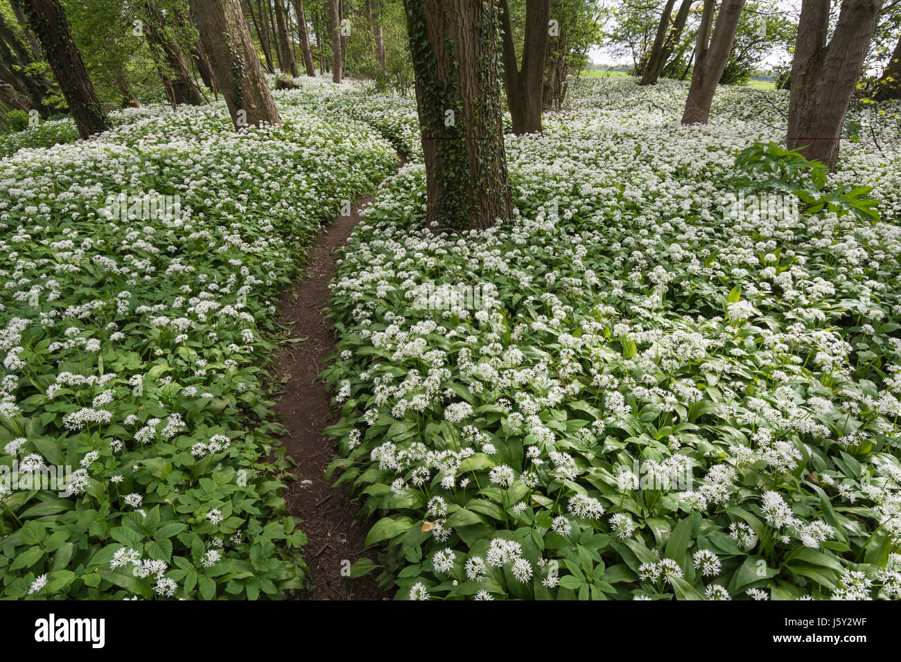 Aglio selvatico, Ramsons, Allium ursinum; un tappeto di minuscoli fiori bianchi nel bosco con percorso. Foto Stock