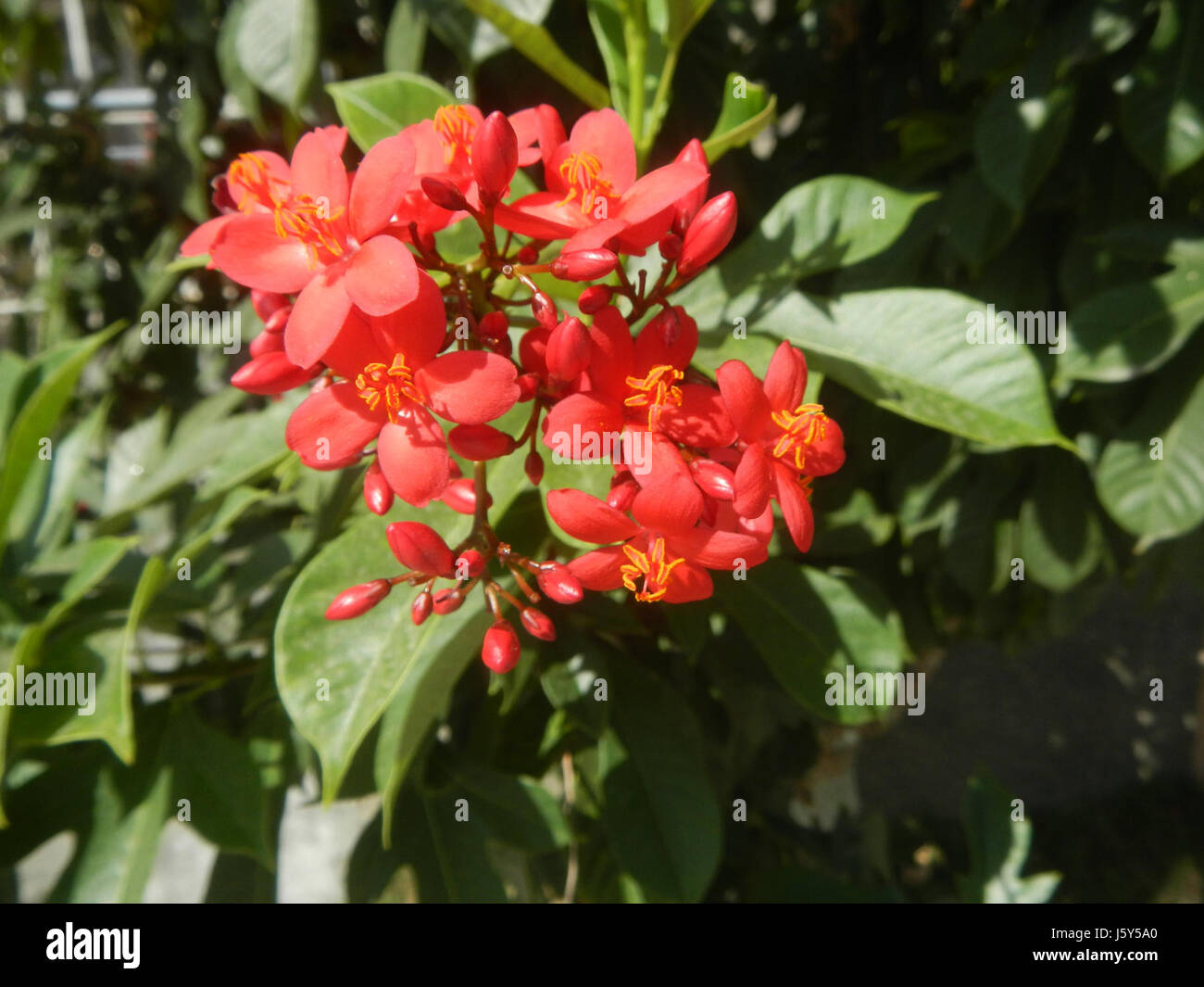 Vista ravvicinata dell'Hibiscus rosa-sinensis, una specie di pianta in fiore originaria delle Filippine, che mostra i suoi vibranti fiori rossi in alto dettaglio, sottolineando il suo colore ricco e la sua struttura delicata. Foto Stock